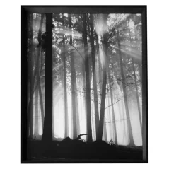 Zarámovaný obraz Forest Dawn